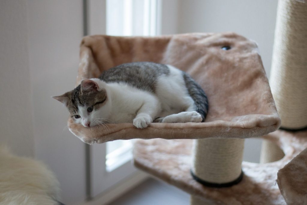 phéromones arbre à chat